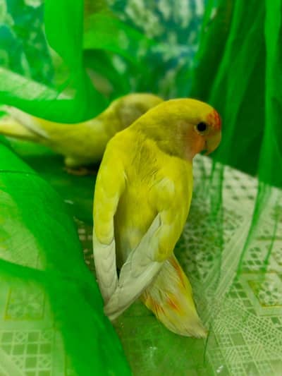 love birds  red eyes pair aur Australian bi ha home breed