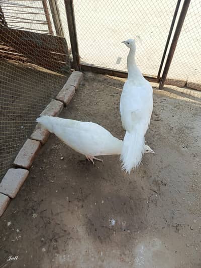 paper white breader pair