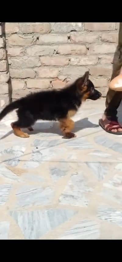 Quality German shepherd puppies contact  Whatsapp  03413177865