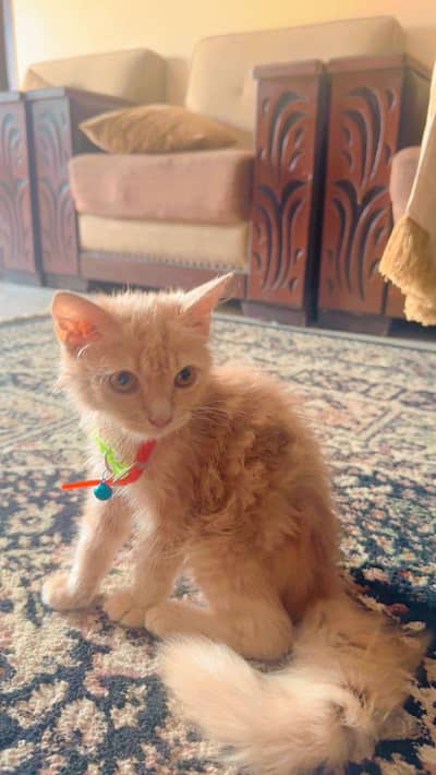 I'm moving to abroad that's why I'm selling my pet