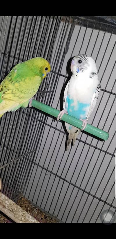 bajri phathy for sale