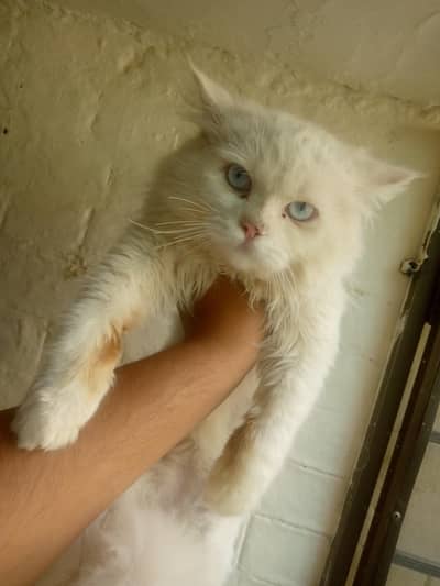 PERSIAN CAT Extra long coat  BLUE EYES MALE