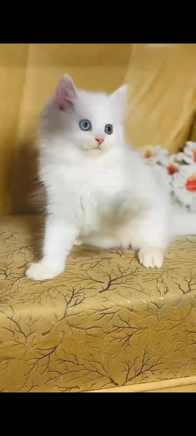 persian cat for sale MywatsapppNumber0341-15-94-140