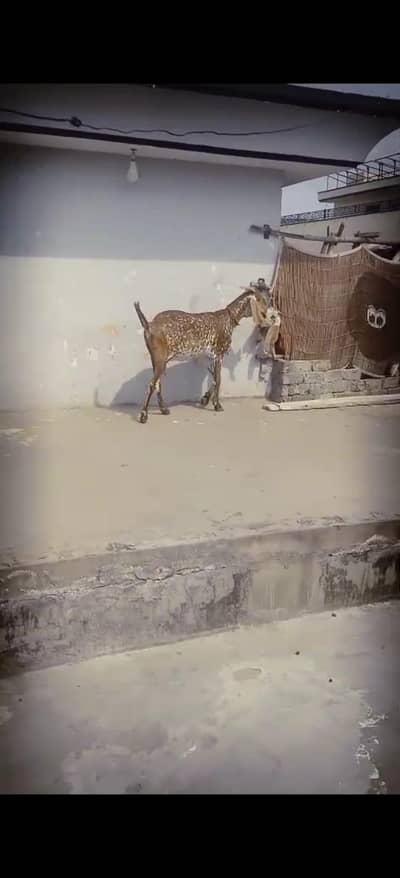 makhi china bakri