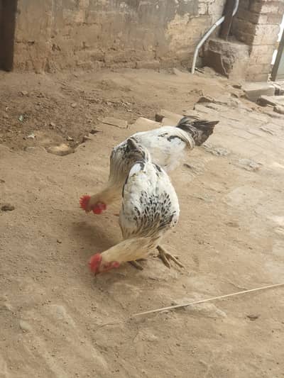 Desi phata
