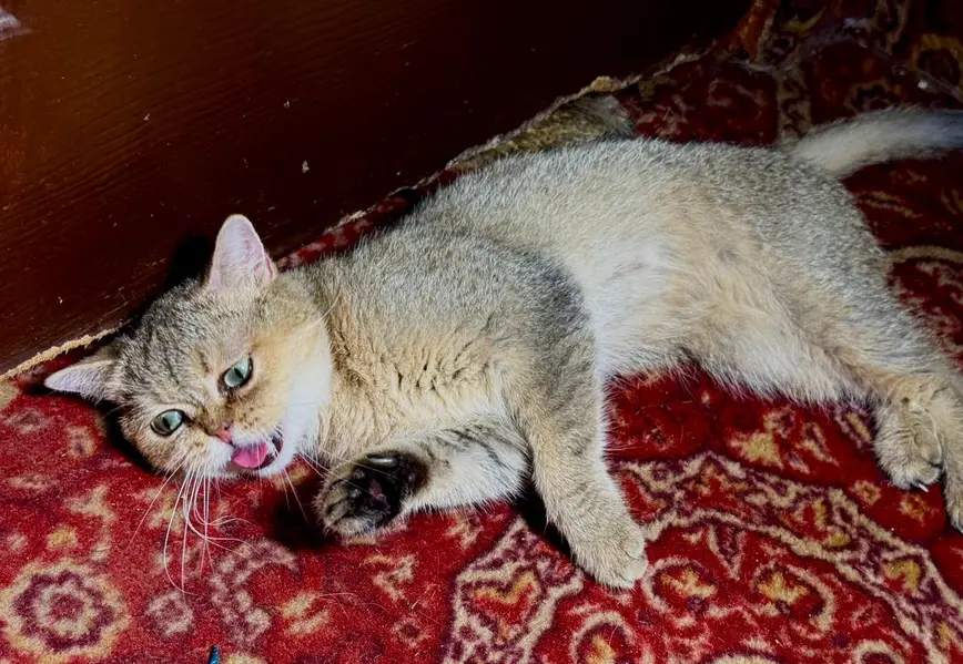 piki kittens_triple Coated|British shorthair kittens|scotish fold/peki — photo 2