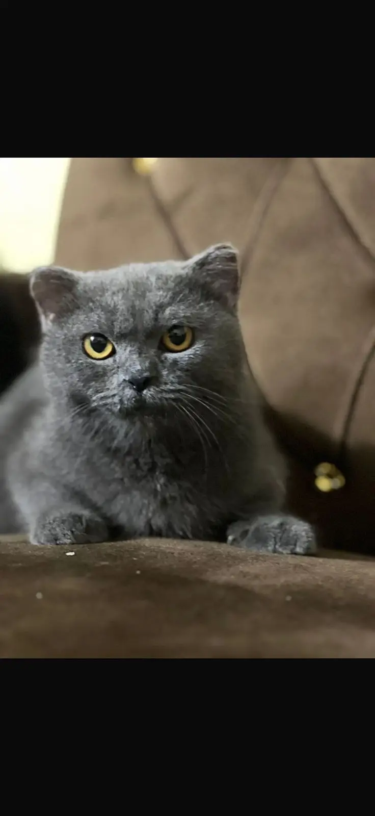 piki kittens_triple Coated|British shorthair kittens|scotish fold/peki — photo 3