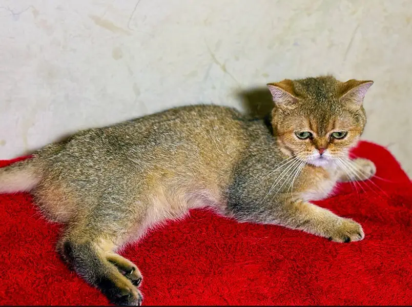 piki kittens_triple Coated|British shorthair kittens|scotish fold/peki — photo 4