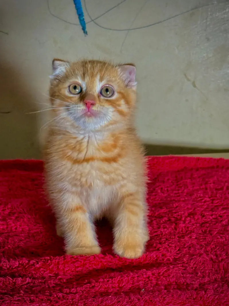 piki kittens_triple Coated|British shorthair kittens|scotish fold/peki — photo 5