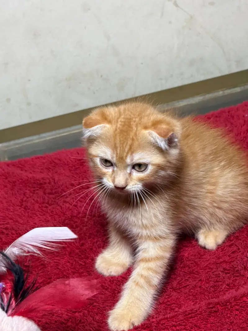 piki kittens_triple Coated|British shorthair kittens|scotish fold/peki — photo 6