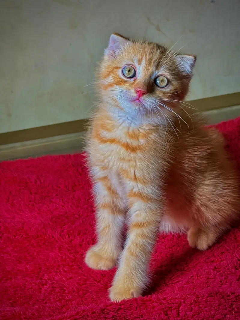 piki kittens_triple Coated|British shorthair kittens|scotish fold/peki — photo 7