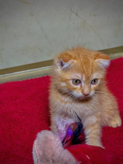 piki kittens_triple Coated|British shorthair kittens|scotish fold/peki