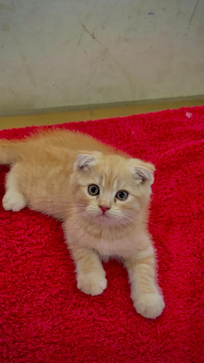 piki kittens_triple Coated|British shorthair kittens|scotish fold/peki — photo 10