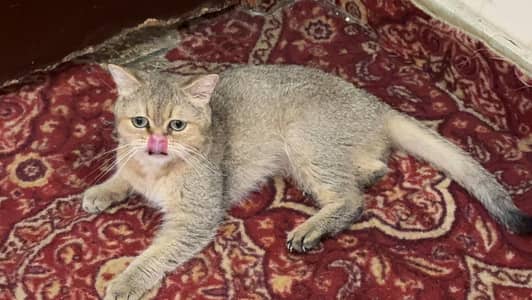 piki kittens_triple Coated|British shorthair kittens|scotish fold/peki