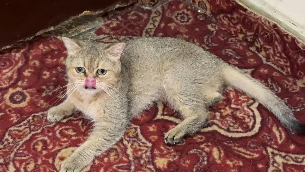 piki kittens_triple Coated|British shorthair kittens|scotish fold/peki — photo 11