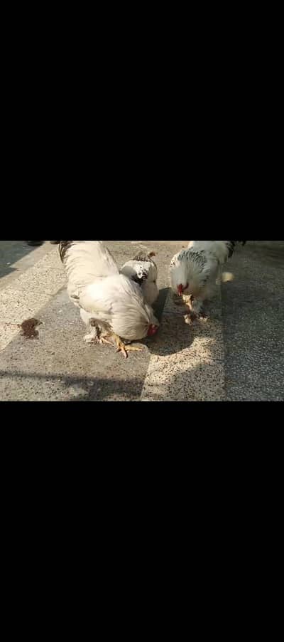 Light Brahma Fertile Hatching Eggs – 80% Fertility