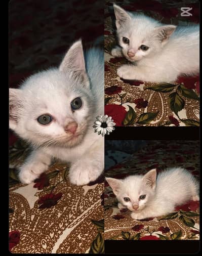 Newly born cat babies