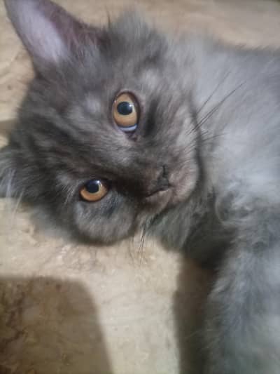 kitten