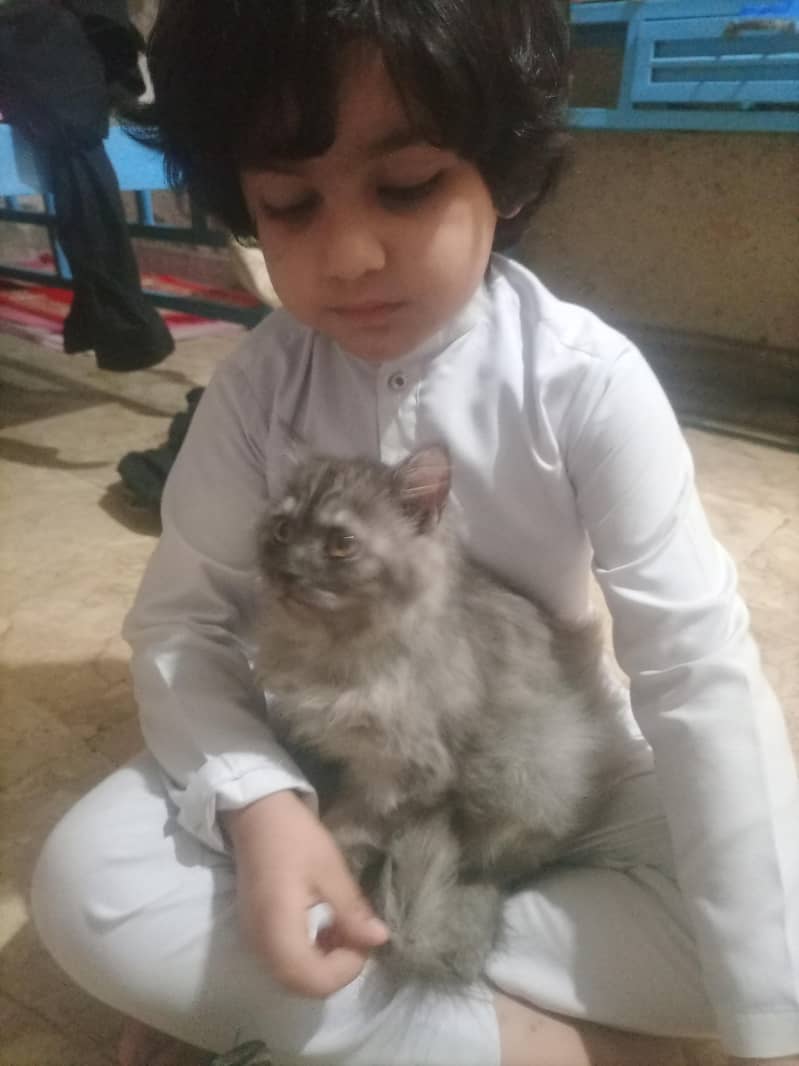 kitten 1