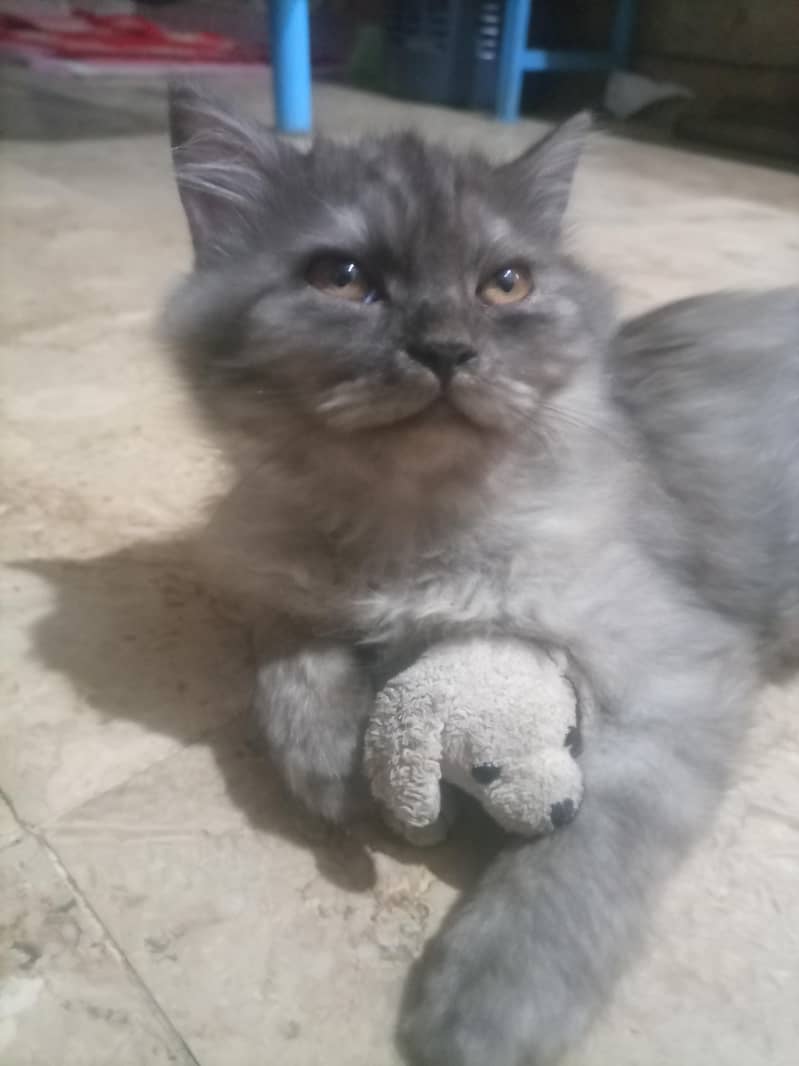 kitten 2