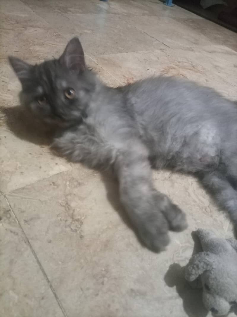 kitten 3