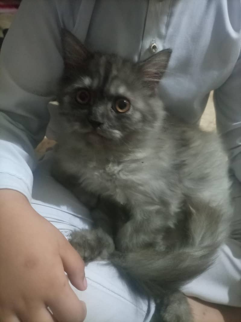 kitten 4