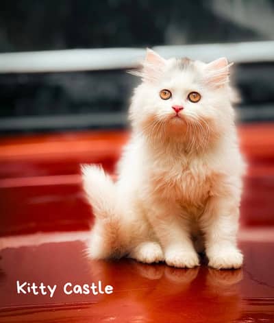 persian kittens|triple Coated|Punch Face kittens_cute|fluffy cat/peki