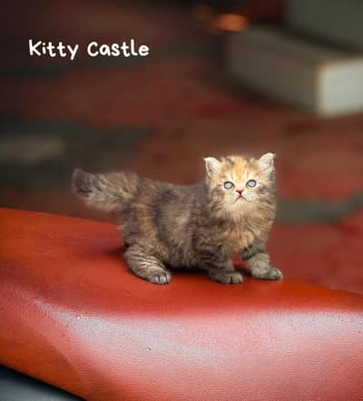 persian kittens|triple Coated|Punch Face kittens_cute|fluffy cat/peki
