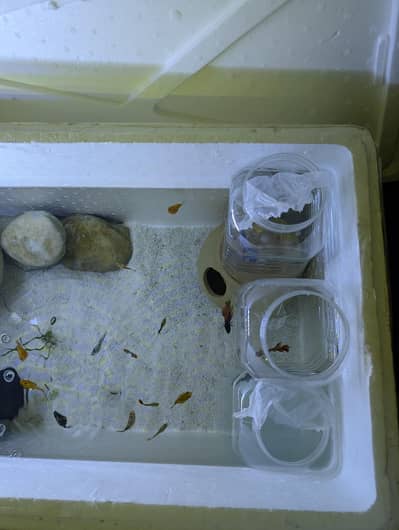healthy and super active Betta angle fish baloon molies and guppies