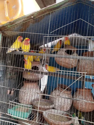 Lutino pairs for sale