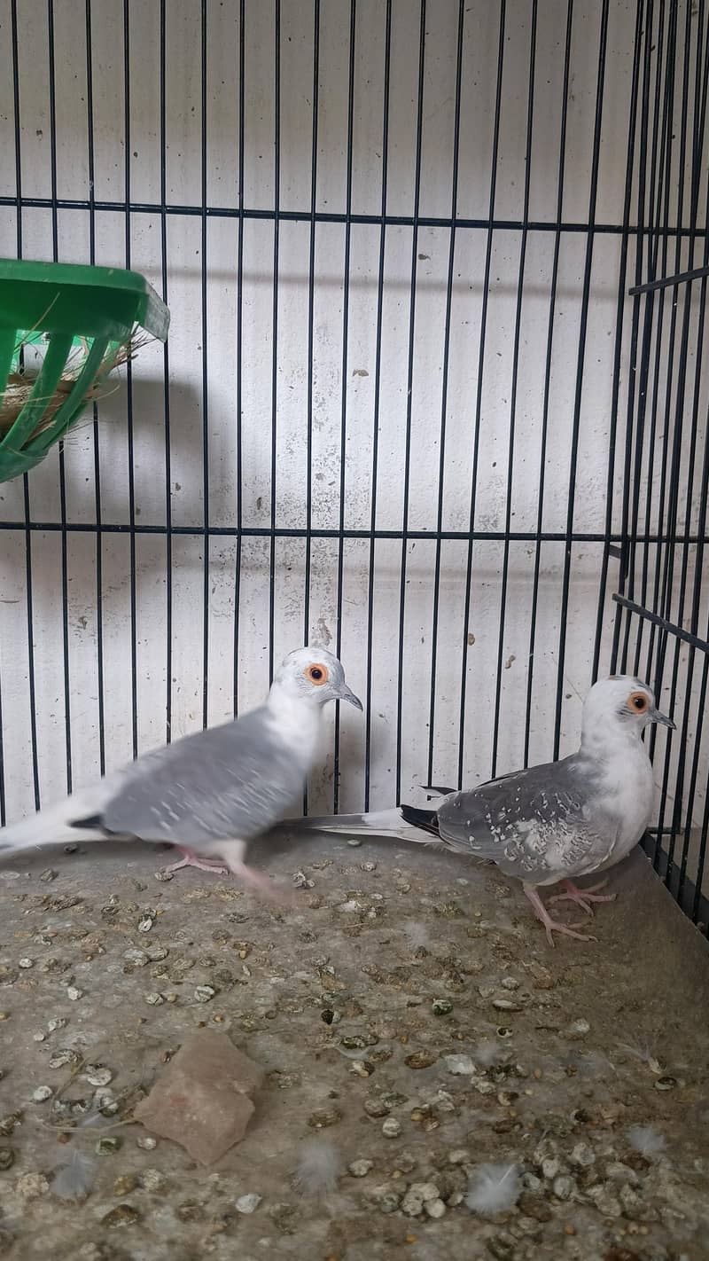 quality doves 0