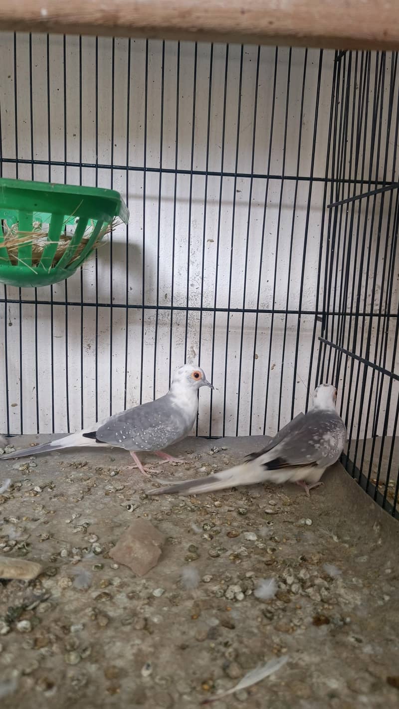 quality doves 1