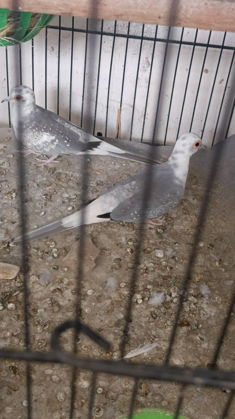 quality doves 2