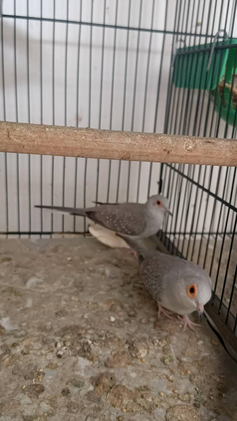 quality doves 3