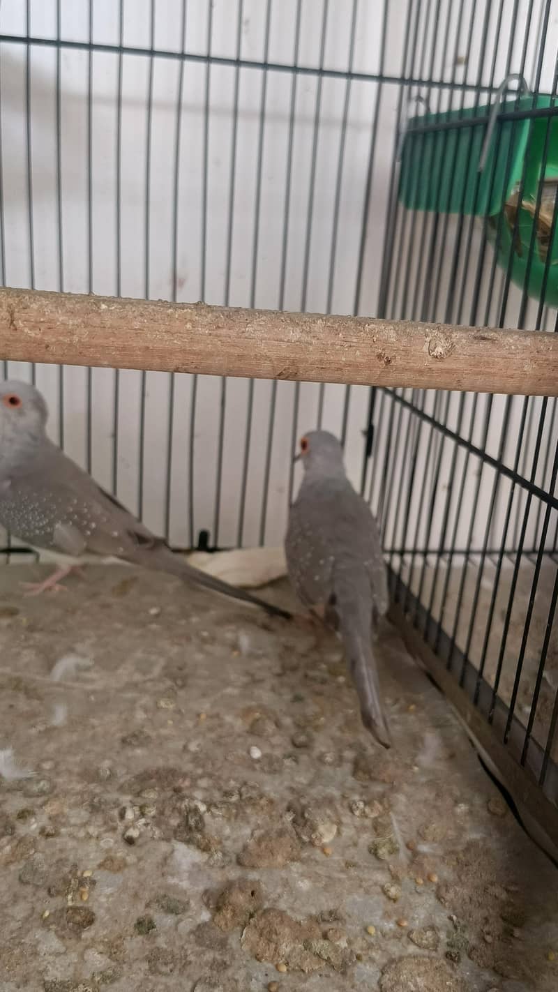 quality doves 4