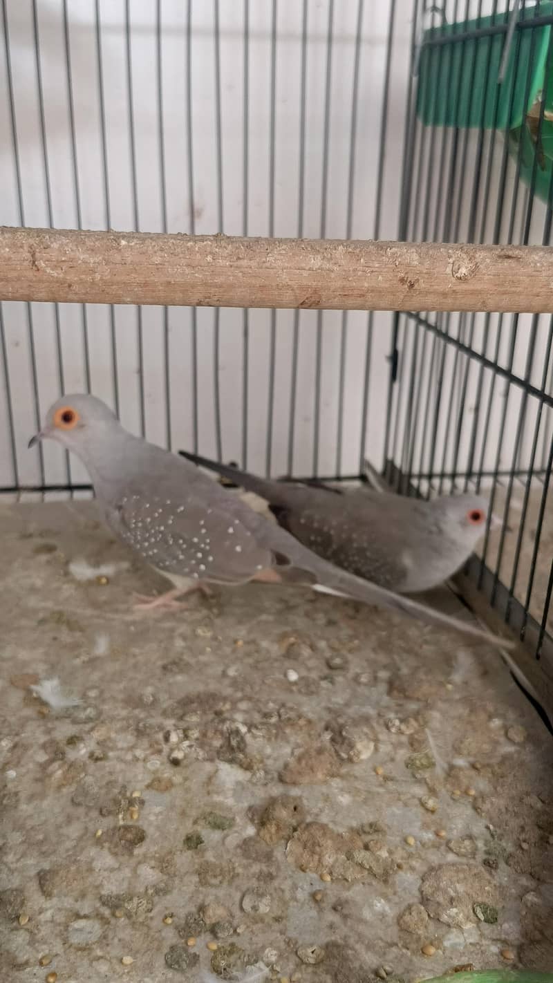quality doves 5