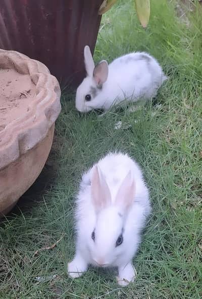 Pair of Rabbits for Sale