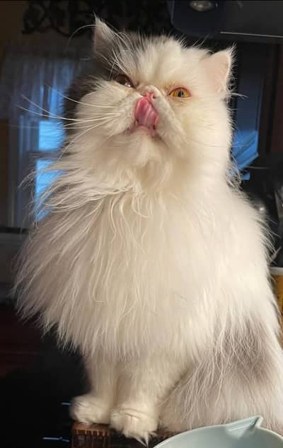 persian kittens|triple Coated|Piki Face kittens_cute|fluffy cat/peki