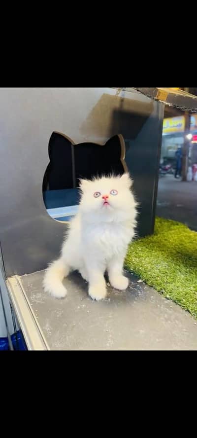 persian cat for sale MywatsapppNumber0341-15-94-140