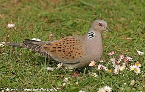 Cape dove, Albino zebra dove, Crested dove, Turtle dove,Pied China dov
