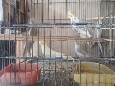Gray Cocktail for sale (breeder pair and 6 pieces)
