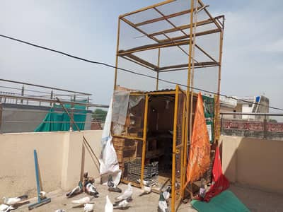 pigeons cage for sale