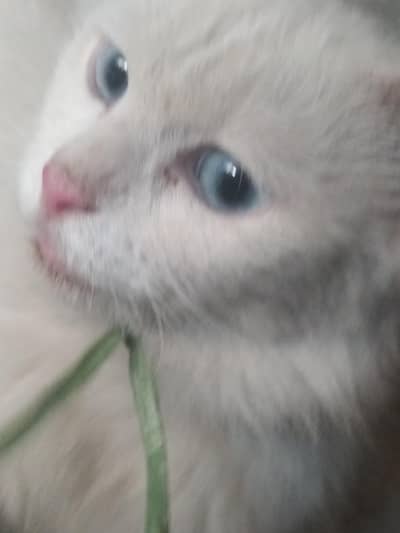 percian cat
