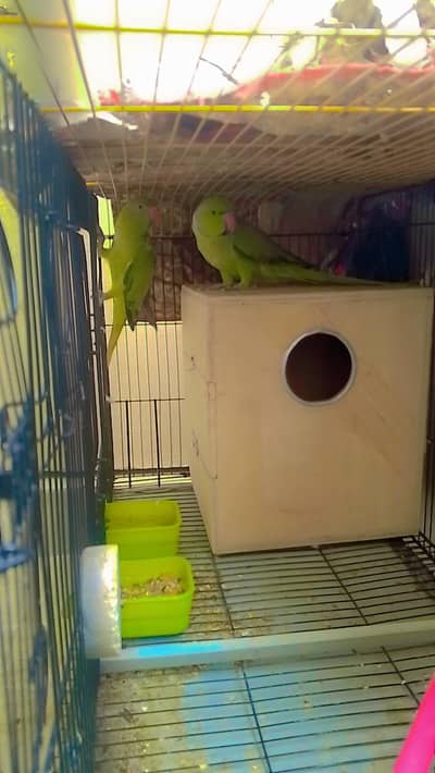 ringneck full breeder pair