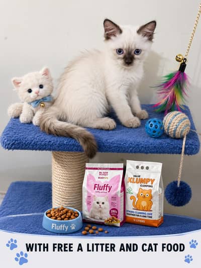 Long Coat Himalayan Kittens – Ready for New Homes