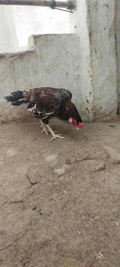 aseel pair