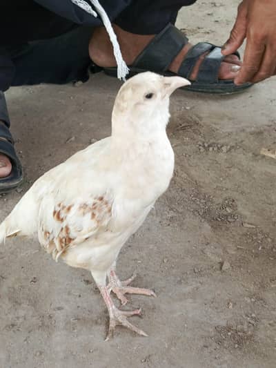 white teetar