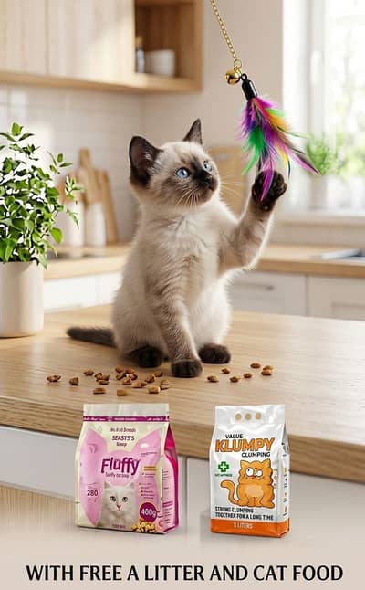Premium Persian, Himalayan & Calico Kittens Available