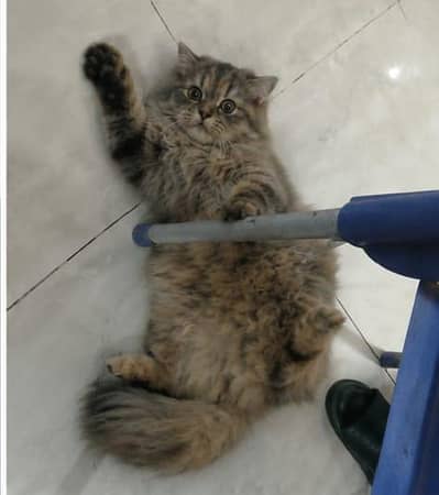 Persian cat triple coated available for sale