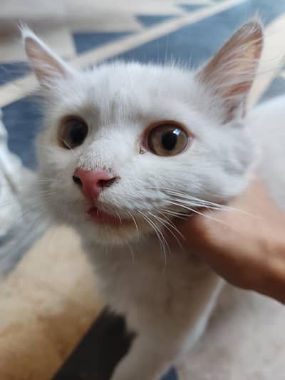 Persian Mix for sale| triple coat | doll face|  Amber eyes